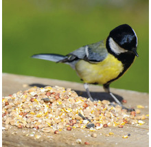 Kohlmeise an einem Haufen Vogelfutter
