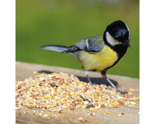 Kohlmeise an einem Haufen Vogelfutter