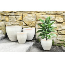 Gruppe vu Blummendëppe mat gerillter Uewerfläch an enger Zëmmerplanz virun enger Steemauer