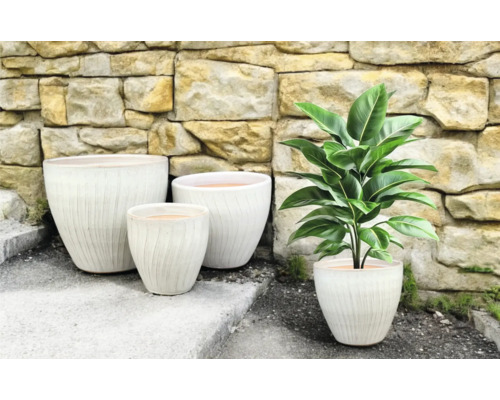 Gruppe vu Blummendëppe mat gerillter Uewerfläch an enger Zëmmerplanz virun enger Steemauer