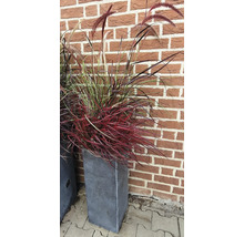 Herbe ornementale dans une jardinière devant un mur de briques
