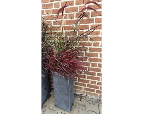Herbe ornementale dans une jardinière devant un mur de briques
