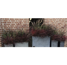 Graminées décoratives dans des bacs à plantes devant un mur de briques