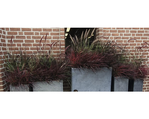 Graminées décoratives dans des bacs à plantes devant un mur de briques