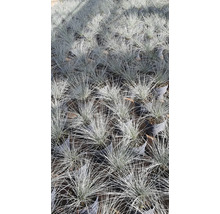 Nombreuses plantes de fétuque bleue en pot