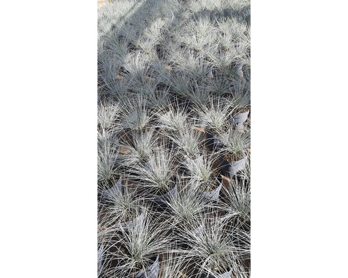Nombreuses plantes de fétuque bleue en pot