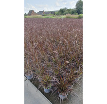 Champ d'herbes aux écouvillons en pots