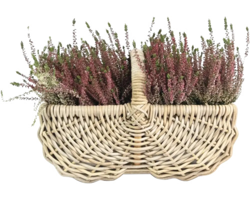 Bruyère dans un panier en osier