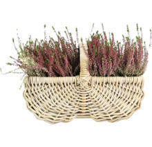 Heidekraut in einem Korb