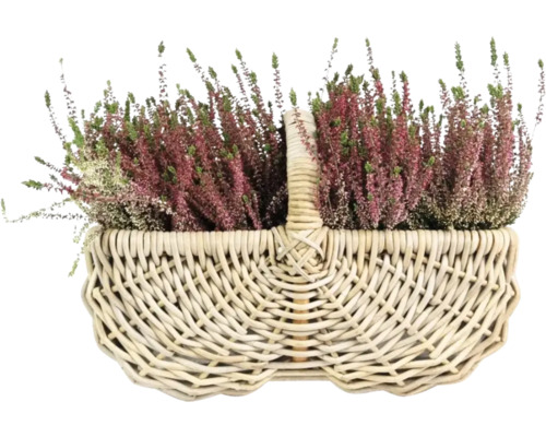 Heidekraut in einem Korb