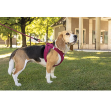 Beagle avec harnais pour chien et laisse à l'extérieur