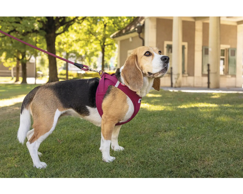 Beagle avec harnais pour chien et laisse à l'extérieur