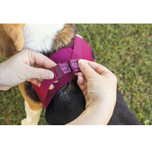 Des mains ferment un harnais pour chien