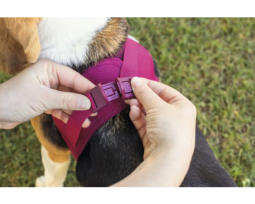 Des mains ferment un harnais pour chien