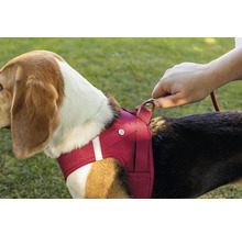 Chien avec harnais pour chien