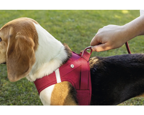 Chien avec harnais pour chien