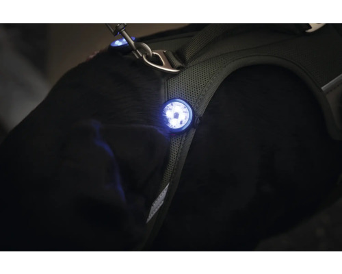 Harnais pour chien avec lumière LED pour une meilleure visibilité