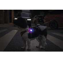 Chien avec harnais de sécurité dans la rue pour plus de visibilité