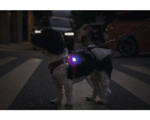 Chien avec harnais de sécurité dans la rue pour plus de visibilité