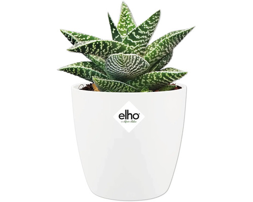 Gasteria dans un pot blanc avec le logo Elho