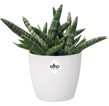Plante Sansevieria dans un pot blanc avec le logo Elho