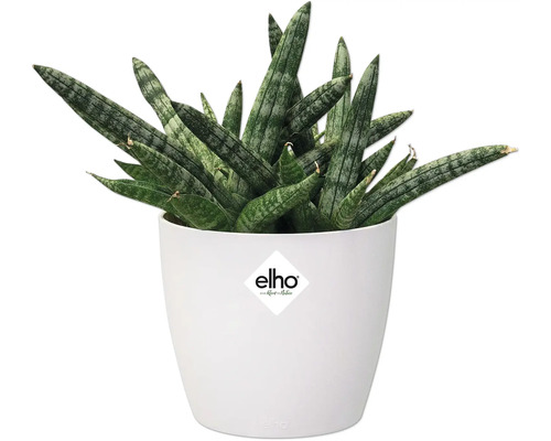 Plante Sansevieria dans un pot blanc avec le logo Elho