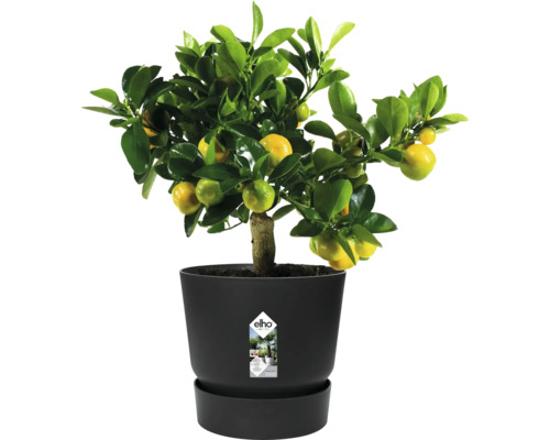 Mandarinenbaum im Topf