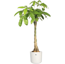 Pachira aquatica en pot