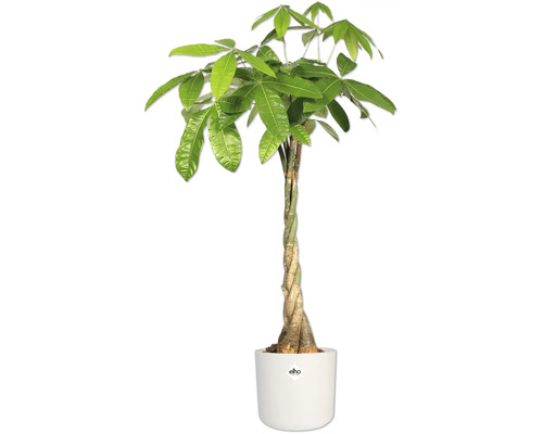 Pachira aquatica en pot