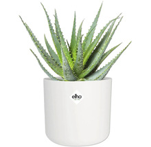 Plante d'aloe vera dans un pot de fleurs blanc avec le logo Elho