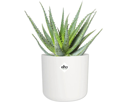 Plante d'aloe vera dans un pot de fleurs blanc avec le logo Elho