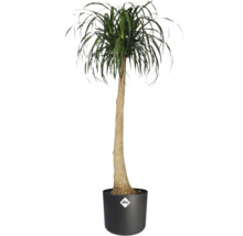 Pied d'éléphant en pot avec le logo Elho