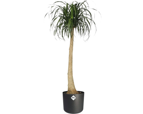 Pied d'éléphant en pot avec le logo Elho