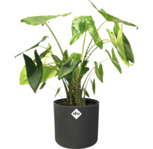 Plante d'Alocasia dans un pot avec le logo Elho