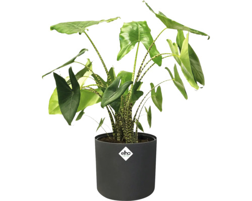 Plante d'Alocasia dans un pot avec le logo Elho