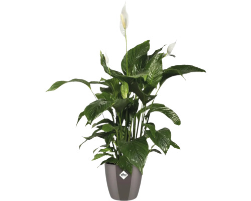 Einblatt Pflanze im Topf