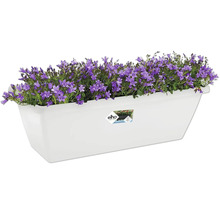 Jardinière blanche avec campanules violettes et logo Elho