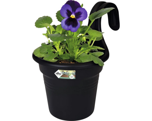 Blumentopf mit Veilchen und Aufhängevorrichtung