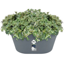 Plante grasse en pot