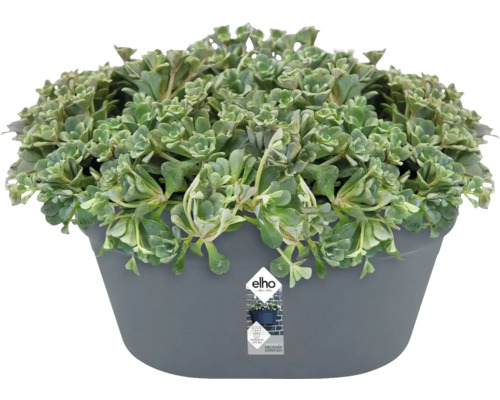 Plante grasse en pot