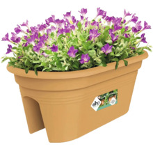 Blumenkasten mit lila Blüten