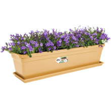 Blumenkasten mit lila Glockenblumen