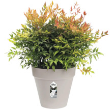 Nandina Zwergform im Topf