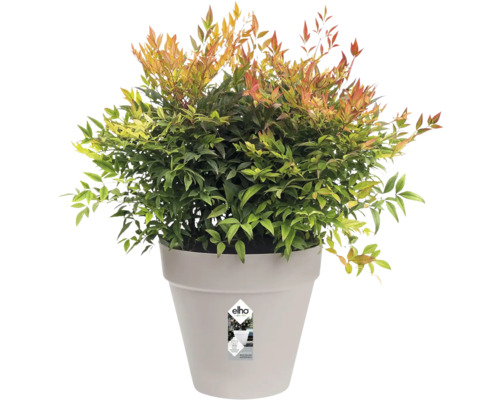 Nandina Zwergform im Topf