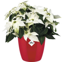 Poinsettia dans un pot de fleurs Elho rouge