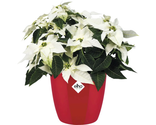 Poinsettia dans un pot de fleurs Elho rouge