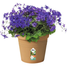 Blaues Gänseblümchen im Topf