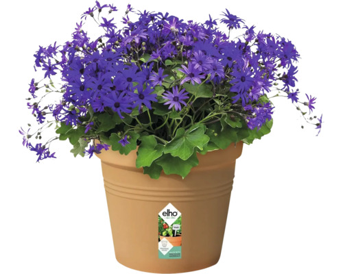 Blaues Gänseblümchen im Topf