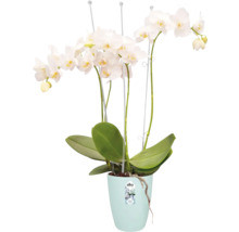 Orchidée blanche en pot