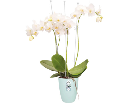 Orchidée blanche en pot